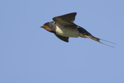 Boerenzwaluw / Barn Swallow