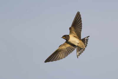 Boerenzwaluw / Barn Swallow