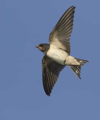 Boerenzwaluw / Barn Swallow