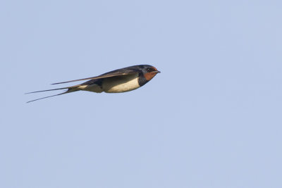 Boerenzwaluw / Barn Swallow