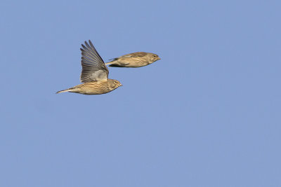 Kneuen / Common Linnets
