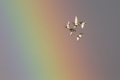 Krakeenden en regenboog / Gadwalls and rainbow