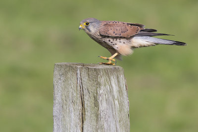 Torenvalk / Common Kestrel