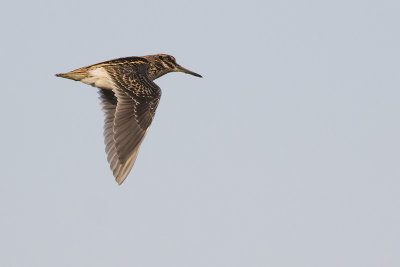 Bokje / Jack Snipe
