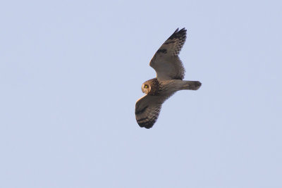 Velduil / Short-eared Owl