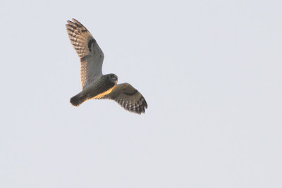 Velduil / Short-eared Owl