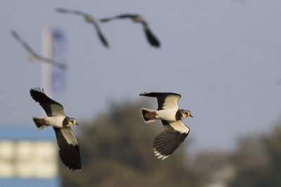 Kievit / Northern Lapwing