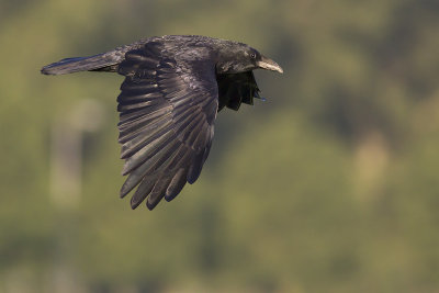 Zwarte Kraai / Carrion Crow