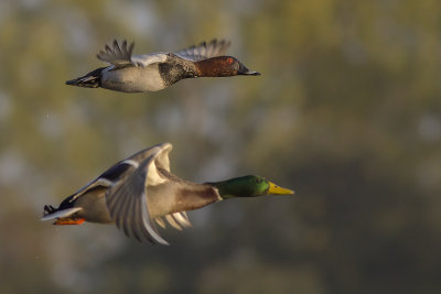Tafeleend met Wilde Eend / Common Pochard with Mallard