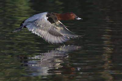Tafeleend / Common Pochard
