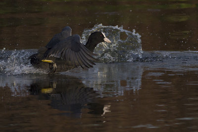 Meerkoet / Common Coot