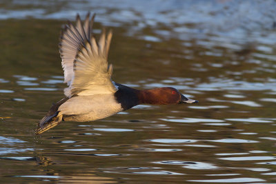 Tafeleend / Common Pochard