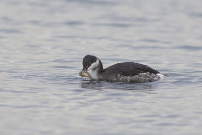 Kuifduiker / Horned Grebe
