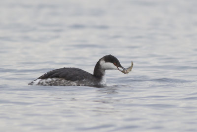Kuifduiker / Horned Grebe