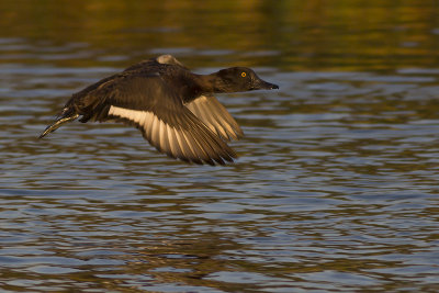 Kuifeend / Tufted Duck