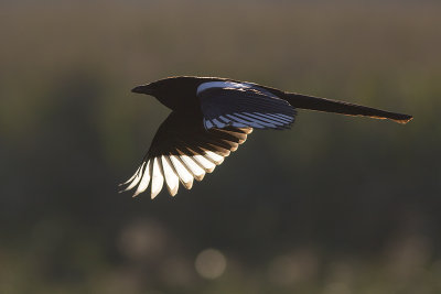 Ekster / Magpie