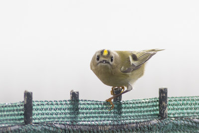 Goudhaantje / Goldcrest