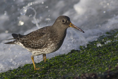 Paarse Strandloper / Purple Sandpiper