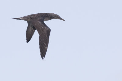 Jan-van-gent / Northern Gannet