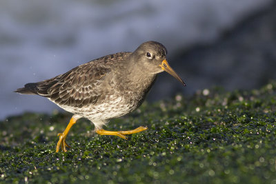 Paarse Strandloper / Purple Sandpiper