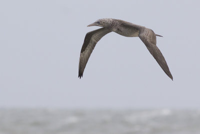 Jan-van-gent / Northern Gannet