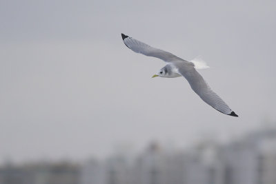 Drieteenmeeuw / Black-legged Kittiwake