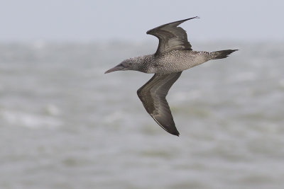 Jan-van-gent / Northern Gannet