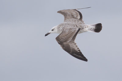 Pontische Meeuw / Caspian Gull