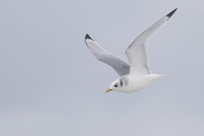 Drieteenmeeuw / Black-legged Kittiwake