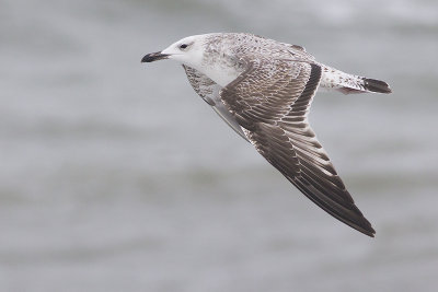 Pontische Meeuw / Caspian Gull