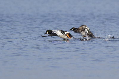 Brilduikers / Common Goldeneyes