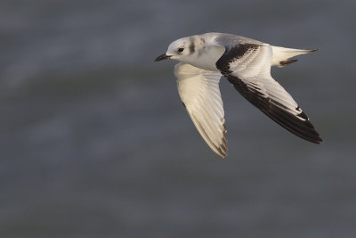 Drieteenmeeuw / Black-legged Kittiwake
