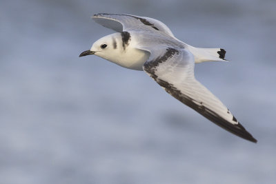 Drieteenmeeuw / Black-legged Kittiwake