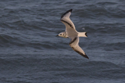 Drieteenmeeuw / Black-legged Kittiwake