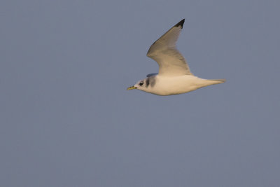 Drieteenmeeuw / Black-legged Kittiwake
