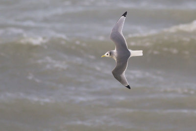 Drieteenmeeuw / Black-legged Kittiwake