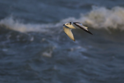 Drieteenmeeuw / Black-legged Kittiwake