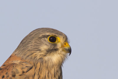 Torenvalk / Common Kestrel