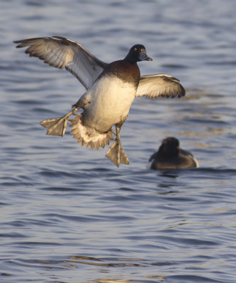 Kuifeenden / Tufted Ducks