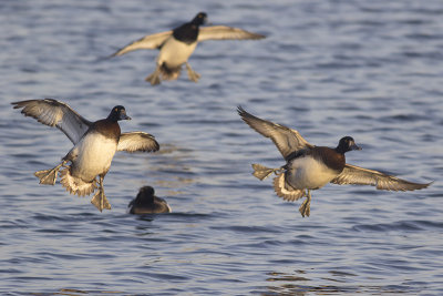 Kuifeenden / Tufted Ducks