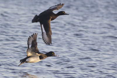 Kuifeenden / Tufted Ducks