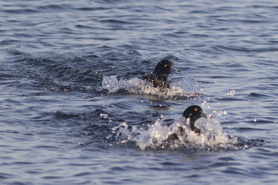 Kuifeenden / Tufted Ducks