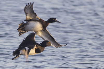 Kuifeenden / Tufted Ducks