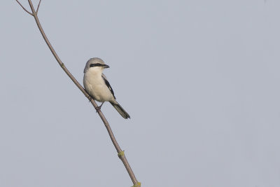 Klapekster / Great Grey Shrike