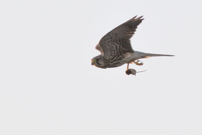 Torenvalk met muis / Common Kestrel with mouse