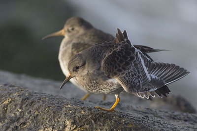 Paarse Strandloper / Purple Sandpiper