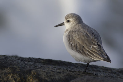 Drieteenstrandloper - Sanderling