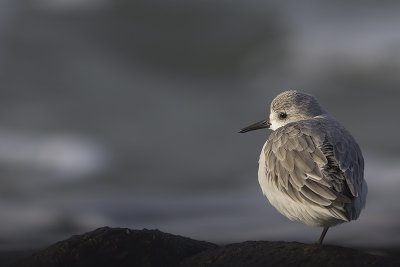 Drieteenstrandloper / Sanderling