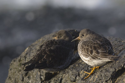 Paarse Strandlopers / Purple Sandpipers
