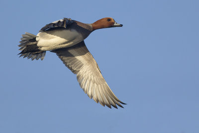 Smient / Eurasian Wigeon